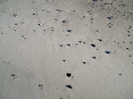 Meer sporen in het zand